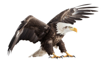 an isolated bald eagle (Haliaeetus leucocephalus), flying in motion and in landing position, elusive, Wildlife-themed, photorealistic illustration on a transparent background PNG. Generative AI 