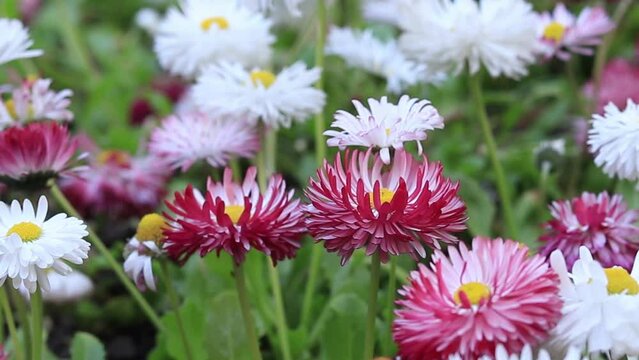 Beautiful white and pink flowers, ground level. Spring flowers close up. Natural background