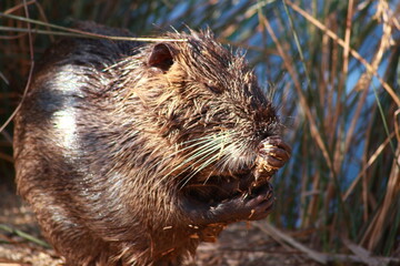 Nutria