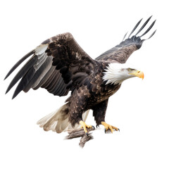 Obraz premium isolated Bald Eagle (Haliaeetus leucocephalus) flying in motion and landing on a branch, Wildlife-themed, photorealistic illustration on a transparent background cutout in PNG: generative ai