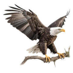 isolated Bald Eagle (Haliaeetus leucocephalus) flying in motion and landing on a branch, Wildlife-themed, photorealistic illustration on a transparent background cutout in PNG: generative ai