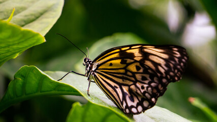 The Tree Nymph Black and White Butterfly