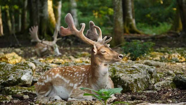Male fallow deer, buck with antlers resting in natural environment. Deer Dama dama. Vision Park in Auberive region, France. Slow motion