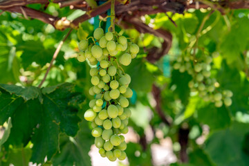 Coachella Valley Vineyards