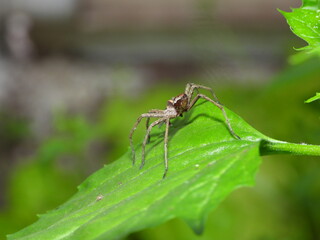 araignée, nature, toile, insecte, herbe