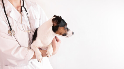 dog Jack Russell Terrier in the arms of a veterinarian on a white background. A small dog at the reception at the veterinarian in a veterinary clinic. Pet and animal health concept. banner. copy space