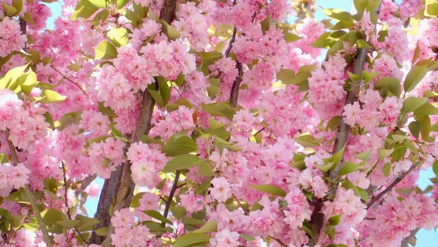 A blossoming sakura tree sways in the air against the background of the blue sky. Flowering prunus serrulata Kanzan. Close up.