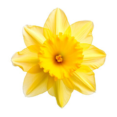 a daffodil bloom