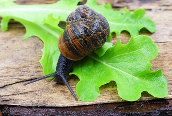 Large garden snail and lettuce leaf. Segrijnsnail. 