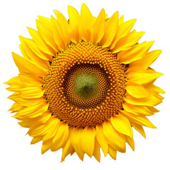 Obraz premium a sunflower head