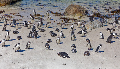 Fototapeta premium African Penguins in Boulder Beach, South Africa