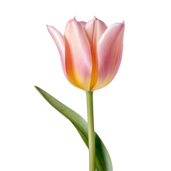 a tulip flower