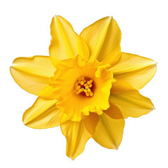 a daffodil bloom