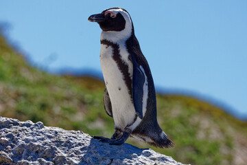 Obraz premium African Penguins in Boulder Beach, South Africa