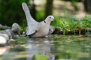 Collared-Dove , Streptopelia decaocto is bathing. Moravia. Czechia.