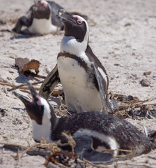 African Penguins in Boulder Beach, South Africa