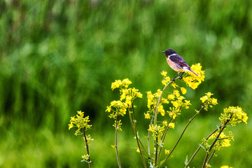 Männliches Schwarzkehlchen auf Insektenjagd in der Zülpicher Börde