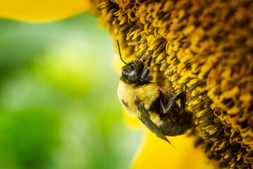 Bee on sunflower