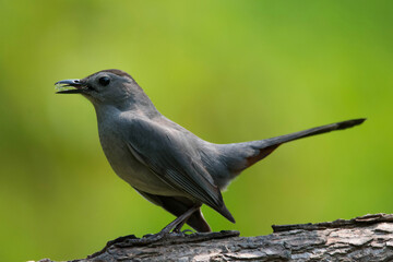 Grey Catbird in profile perched on a branch.