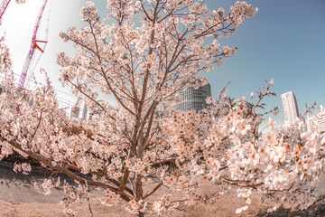 高島水際線公園の桜とオフィスビル