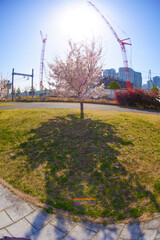 Naklejka premium 高島水際線公園の桜 