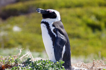 Fototapeta premium African Penguins in Boulder Beach, South Africa