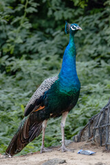 Indian Peafowl