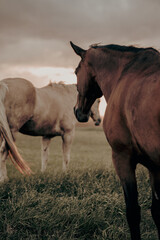 Fototapeta premium Stallion and mare horses 