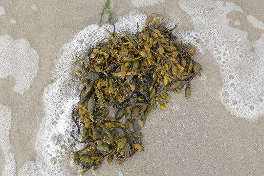 Seaweed, Bladder wrack, washed up on the beach
