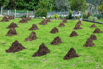 organic fertilizer is used at the vineyard to protect new grapes of the cold