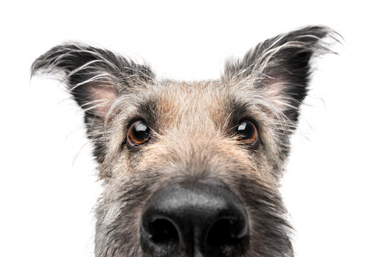 Funny fluffy dog peeking. She is looking straight into the frame. The background is isolated.