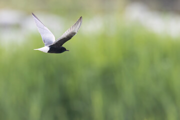 The white-winged tern, or white-winged black tern (Chlidonias leucopterus or Chlidonias leucoptera), is a species of tern in the family Laridae.