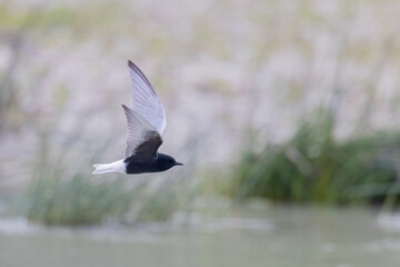 The white-winged tern, or white-winged black tern (Chlidonias leucopterus or Chlidonias leucoptera), is a species of tern in the family Laridae.