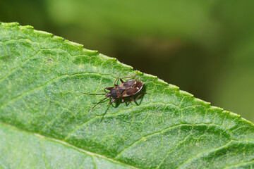 Small bug Eremocoris podagricus. Family Seed Bugs or Ground Bugs (Lygaeidae). On a leaf of a summer lilac (Buddleja davidii). Dutch garden, spring, May, Netherlands                               