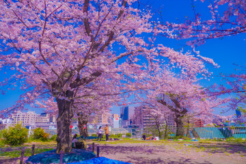 幸ヶ谷公園の桜