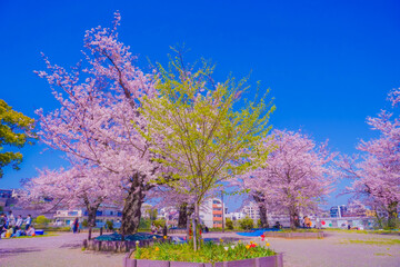 幸ヶ谷公園の桜