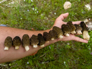 the culture of finding, searching and collecting lamb's belly