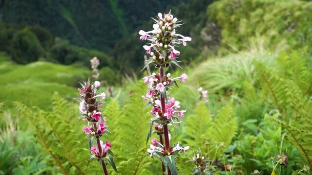 Morina longifolia, the Himalayan whorlflower or long-leaved whorlflower flowers in the Himalayas with mountains and landscapes in the background.