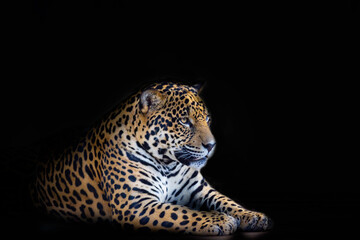 Fototapeta na wymiar Wild Jaguar ( Panthera onca ) in the dark, artistic photo with ample free space for text