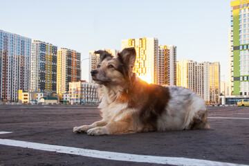 Fluffy dog sitting against backdrop of modern tall buildings
