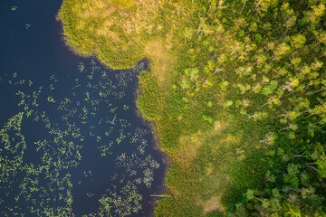 Top down view on a fresh and healty wetland with water and green plants and trees in sweden