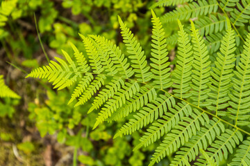 Closeup of green fern leaf useable as background or banner