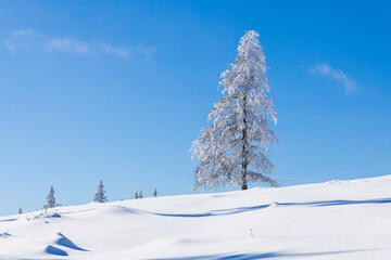 Solo tree on a mountain pasture in deep snow on a beautiful winter day in Austria