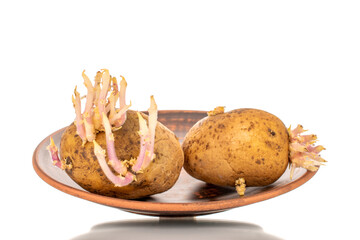 Two potatoes with sprouts on a clay plate, macro, isolated on a white background.