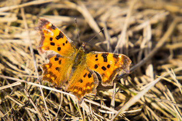 Butterfly Nymphalis polychloros sitting on the ground showing its beautiful wings