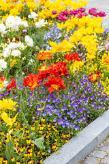 Obraz premium Beautiful flower bed with blooming spring flowers, mainly tulips and pansies, vertical photo