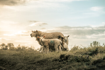 Lambs with mother sheep on a hill top, small baby sheep, white wooly farm animal, domesticated lambs, picturesque rural setting