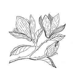 sketch Magnolia