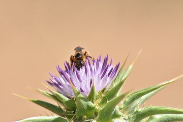 A bee looking for nectar on a thistle flower
