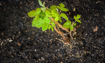 Raspberry plant leaves above dark soil.